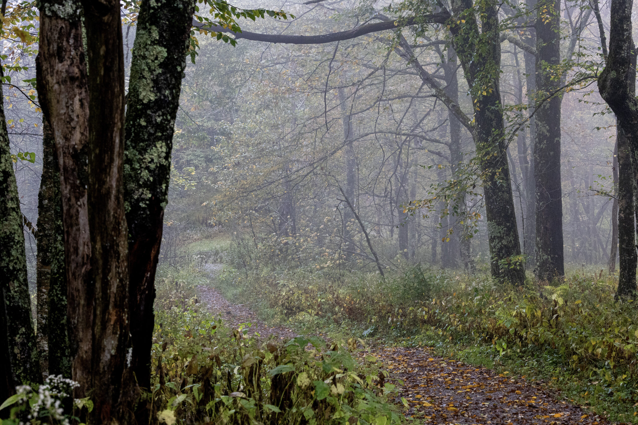 Spruce Knob 220 (GRUSK) - Bikepacking Roots